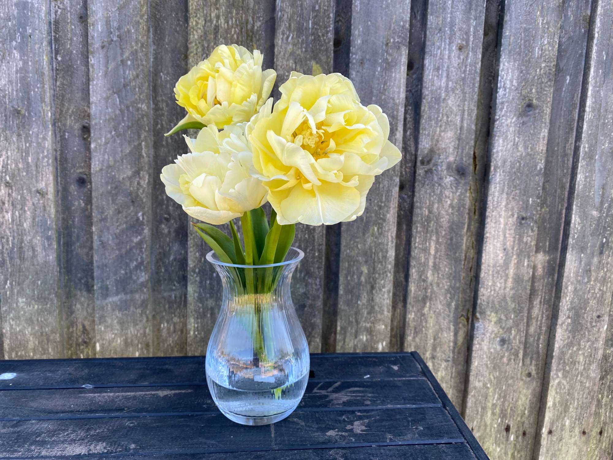 Tulpe 'Avant Garde'